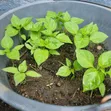 Habanero Pepper Seedlings - 1