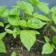 Habanero Pepper Seedlings - 2