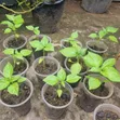 Habanero Pepper Seedlings - 3