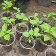 Habanero Pepper Seedlings - 4