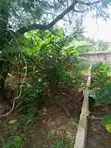 Half Plot of Land for Sale at Olebu, Accra - 5