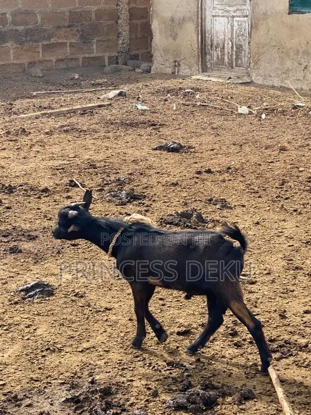 Pritiyad Farm Goats - 1