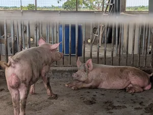 Large White Male Pigs for Sale