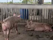 Large White Male Pigs for Sale - 1