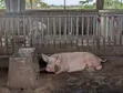 Large White Male Pigs for Sale - 2