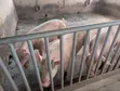 Large White Male Pigs for Sale - 3