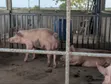 Large White Male Pigs for Sale - 4