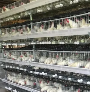 Battery Cages - 120 Bird Capacity