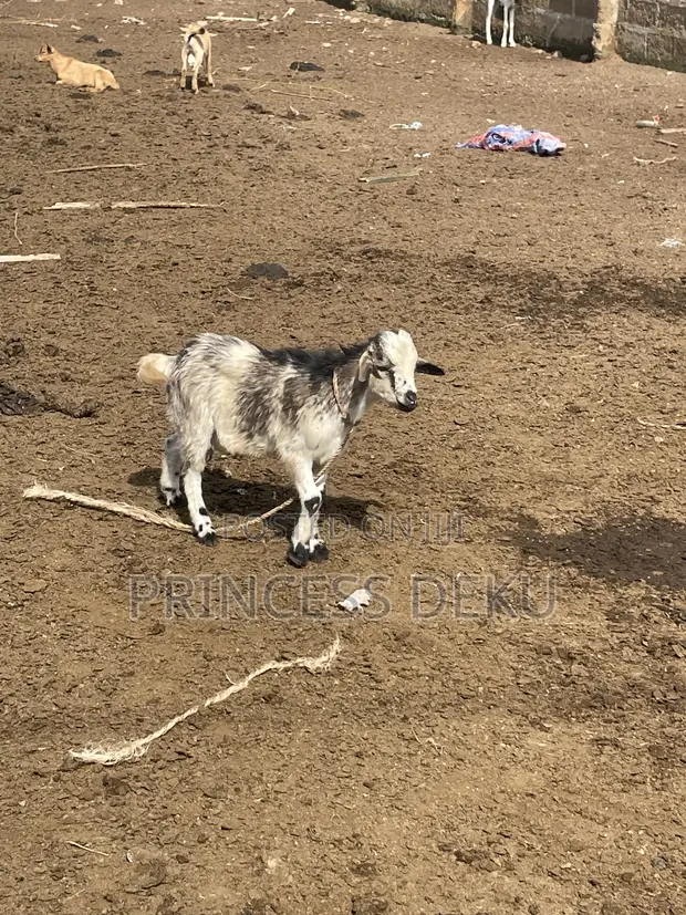 Pritiyad Farm Goats - 1