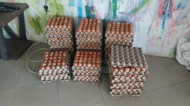 Fresh Chicken Eggs - 1