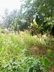 Half Plot of Land for Sale at Pokuase Canada - 1