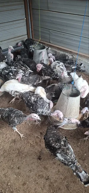Mature Foreign Turkeys for Sale