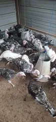Mature Foreign Turkeys for Sale - 1