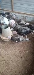 Mature Foreign Turkeys for Sale - 2