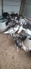 Mature Foreign Turkeys for Sale - 3