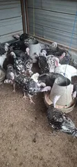 Mature Foreign Turkeys for Sale - 4