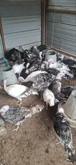 Mature Foreign Turkeys for Sale - 5