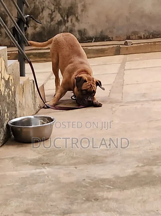 3-Month-Old Female Purebred Bullmastiff Puppy - 1