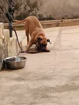 3-Month-Old Female Purebred Bullmastiff Puppy - 1