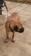 3-Month-Old Female Purebred Bullmastiff Puppy - 2