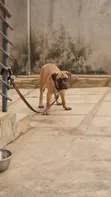 3-Month-Old Female Purebred Bullmastiff Puppy - 3