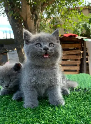 Female Purebred British Shorthair Kitten (1-3 Months)