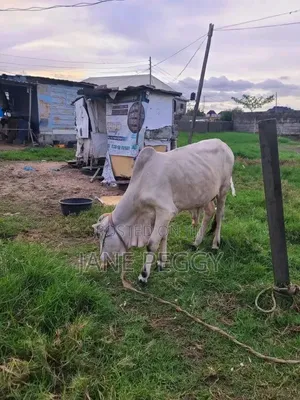 Healthy Gudali Cows for Sale