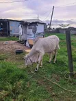 Healthy Gudali Cows for Sale - 1