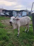 Healthy Gudali Cows for Sale - 2