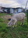 Healthy Gudali Cows for Sale - 3