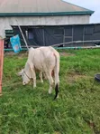 Healthy Gudali Cows for Sale - 4