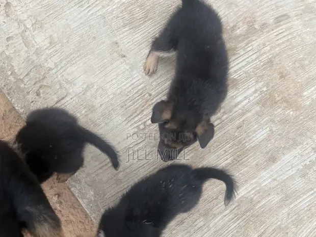 1-3 Month Female Purebred German Shepherd - 1