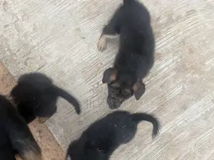 1-3 Month Female Purebred German Shepherd