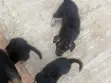 1-3 Month Female Purebred German Shepherd - 1