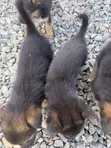 1-3 Month Female Purebred German Shepherd - 2