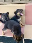 1-3 Month Female Purebred German Shepherd - 4