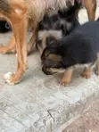 1-3 Month Female Purebred German Shepherd - 5
