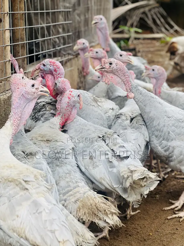 Blueslate Turkey Males (6+ Months) - 1