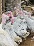 Blueslate Turkey Males (6+ Months) - 1