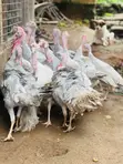 Blueslate Turkey Males (6+ Months) - 2