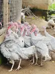 Blueslate Turkey Males (6+ Months) - 3