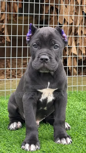 1-3 Month Male Purebred Cane Corso Puppy