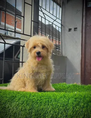 Purebred Female Poodle Puppy (1-3 Months)