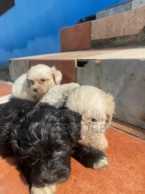 Male Purebred Maltipoo Puppy (0-1 Month)