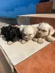Male Purebred Maltipoo Puppy (0-1 Month) - 2