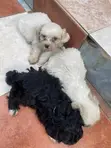 Male Purebred Maltipoo Puppy (0-1 Month) - 3