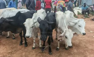 Cattle Available for Sale
