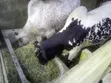 Cattle Available for Sale - 2