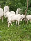 Cattle Available for Sale - 3