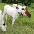 Cattle Available for Sale - 4